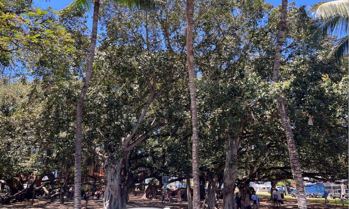 Read more about the article Lahaina Hawaii