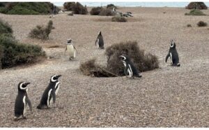 Read more about the article Patagonia