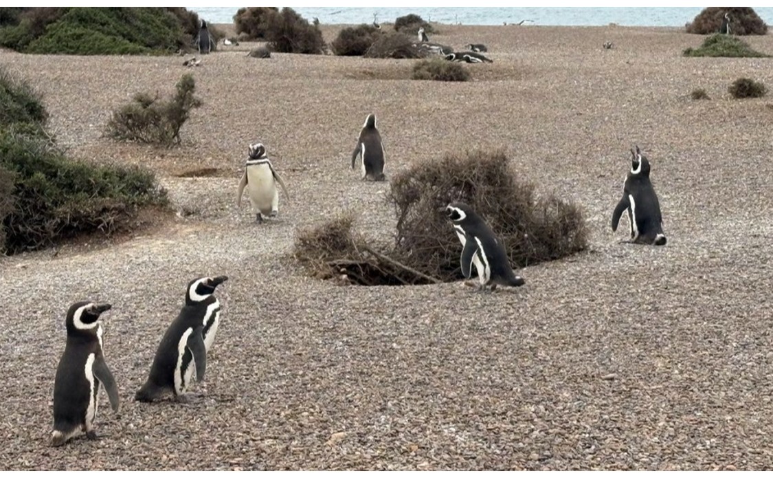 Read more about the article Patagonia